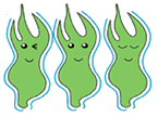メカブフコイダン